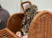 【すっくと立つフクロウ】ビシッと背筋を伸ばした姿が凛々しい！キリッとした目元も素敵