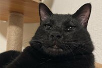 黒猫が突如見せた「変顔」に11万いいね　愛らしい表情に「何回見ても笑える」