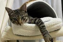 猫「話を聞こうか…… 」詰められるかと思ったら…… まさかの結末にほっこり