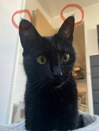 【みなさんのとこの猫ちゃんにもありますか？】猫の耳毛の呼び方についてコメント欄で大盛り上がり「おみみのぴょり毛」「飾り毛」