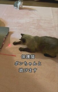【凸凹コンビ結成？！】生後8週間の子猫が先住猫と初対面した結果……微笑ましい光景に思わずほっこり