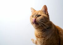 舌が「クレープクッキー」みたいになった猫　器用な舌の形に思わず笑ってしまう「驚いた…」「撮れたのすごい」