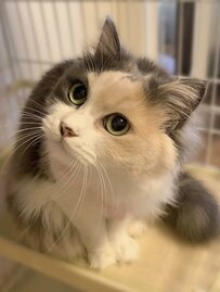  【プロ意識】カメラを向けると顔を背ける美猫ちゃんに「モデルさんみたい！」とメロメロのXユーザー続出