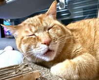 飼い主も困惑する「アクロバティックな寝相」に笑ってしまう 野生を忘れた茶トラ猫にほっこり