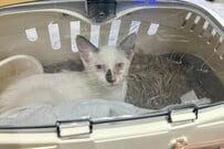 路上で腐った鯉を食べてやせ細っていた保護子猫の1年後に目頭が熱くなる