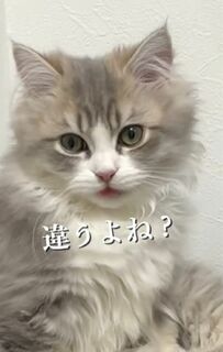 「僕じゃないよね…？」匂いの発生源を探して思わず舌が出ちゃった猫ちゃん