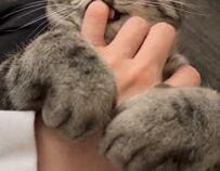 「日曜だから遊びに行きたいのに」外出を見事に阻止する猫　まさかの手段に1万いいね