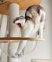 「のびぃ　からの　ちまっ」伸びた猫のその後の行動がかわいい