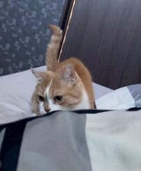 飼い主が寝ている布団を掘る猫の謎行動…「ちゃっかり逃げるんだね」と反響
