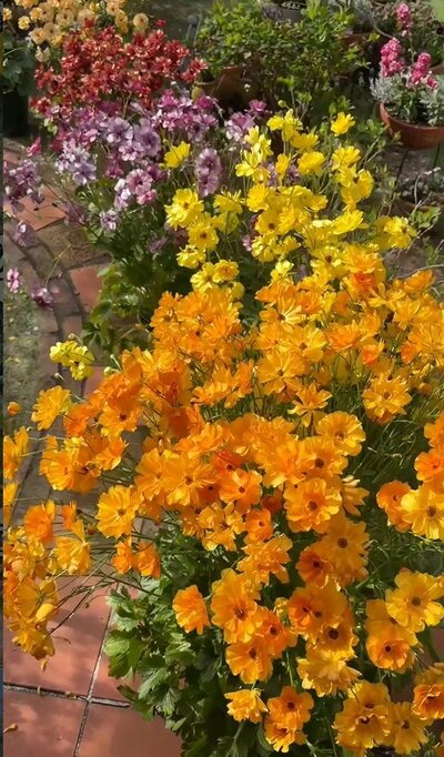 @mappysgarden