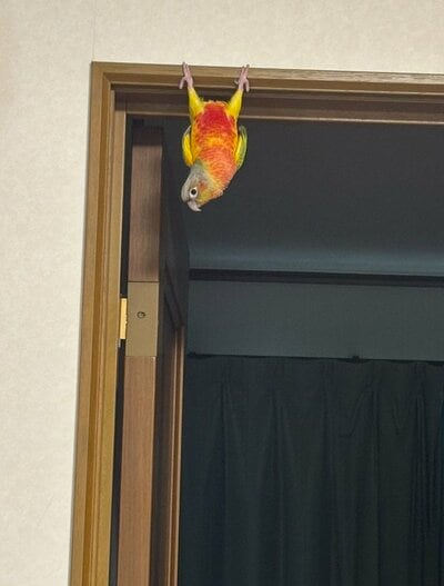 まさかの逆さ吊りポーズにびっくり！