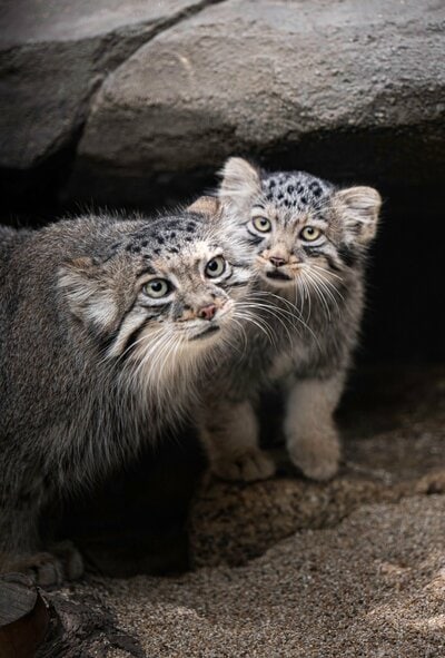 ほかの動物の写真も素敵