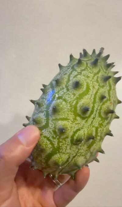 トゲトゲのキワーノ
