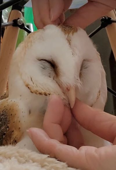 投稿動画のワンシーン
