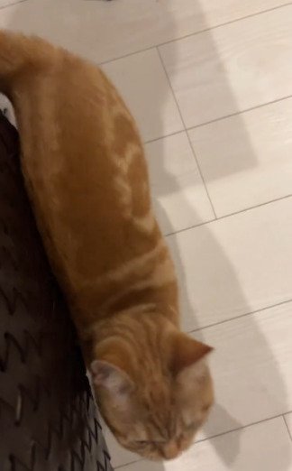 投稿動画のワンシーン