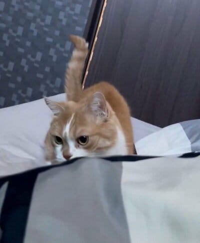 飼い主さんのお布団を「掘る」虎太郎くん