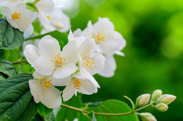 寒冷地でも植えっぱなしOK《初夏にいい香りの花が咲く》低木＆多年草5選！日陰に強い植物も