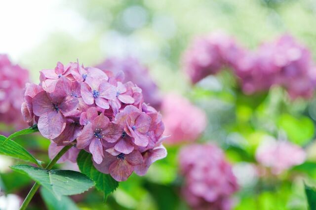 【2026年最新】梅雨のドライブはここへ！初夏の花々に癒やされる関東の道の駅4選