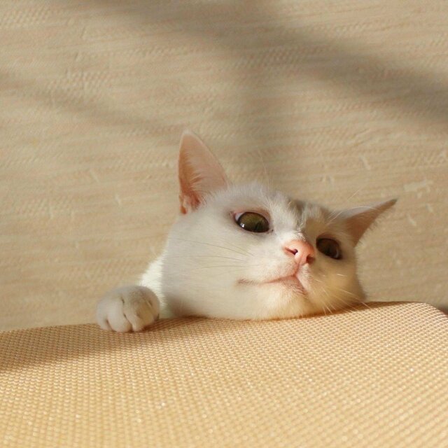 「ぜひ一発お見舞いして」美少女猫ちゃんが見せた「やんのかポーズ」が人間っぽすぎる！