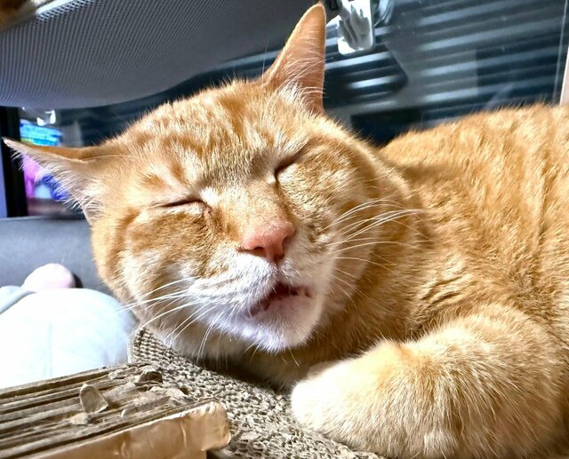 飼い主も困惑する「アクロバティックな寝相」に笑ってしまう 野生を忘れた茶トラ猫にほっこり