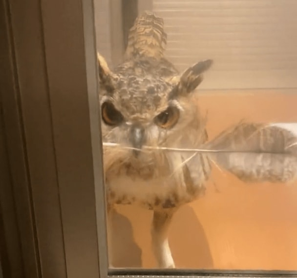 愛を感じる…！飼い主に自分の羽をプレゼントするフクロウが話題