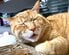 飼い主も困惑する「アクロバティックな寝相」に笑ってしまう 野生を忘れた茶トラ猫にほっこり