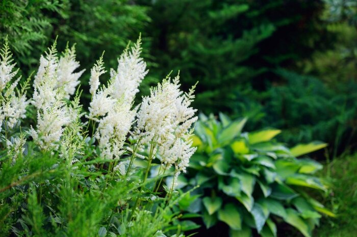 白いアスチルベの花
