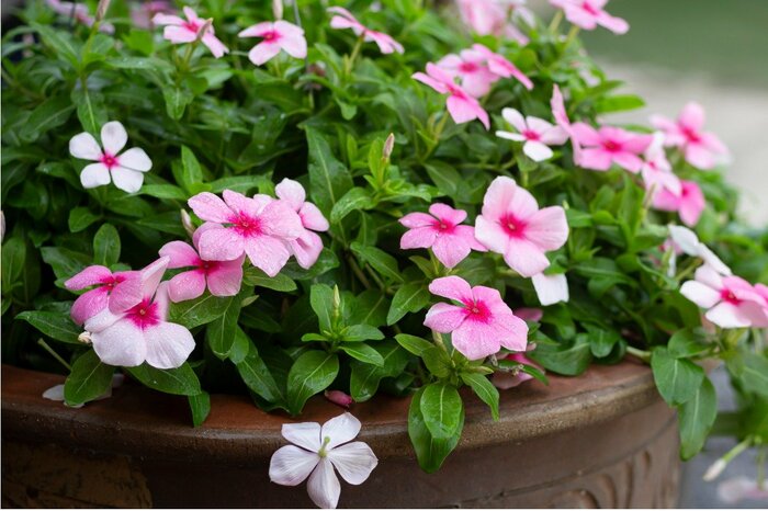 ピンクや白の他にも、赤や紫などカラフルな花を咲かせます