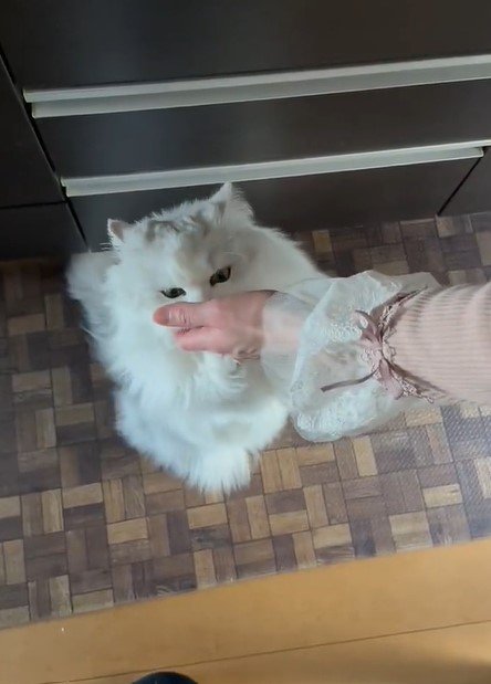 出所：@NEKOLAND13