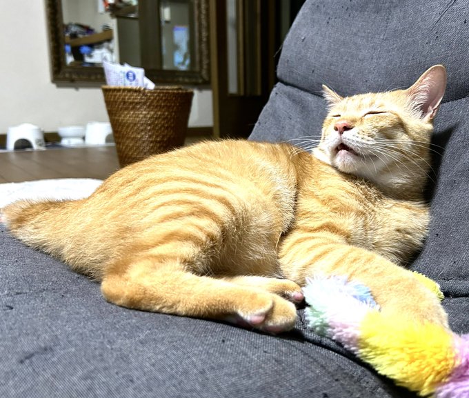 出所：@Beercat_Ana_Dar