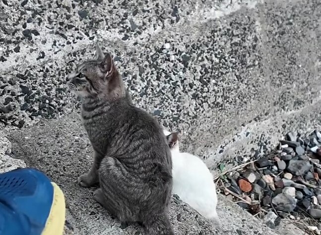 出所：@ImpressedCatVideo