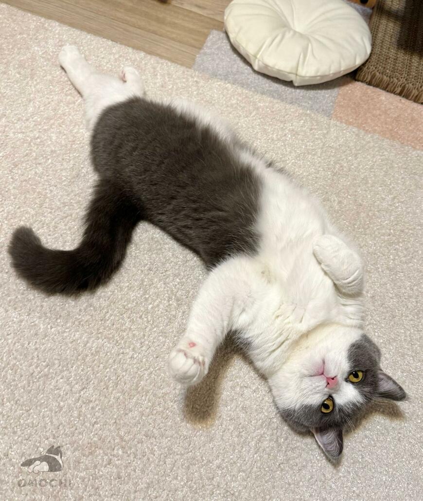 出所：@omochiomoching