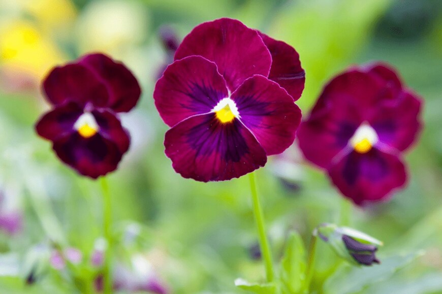 TatianaNurieva/istockphoto.com