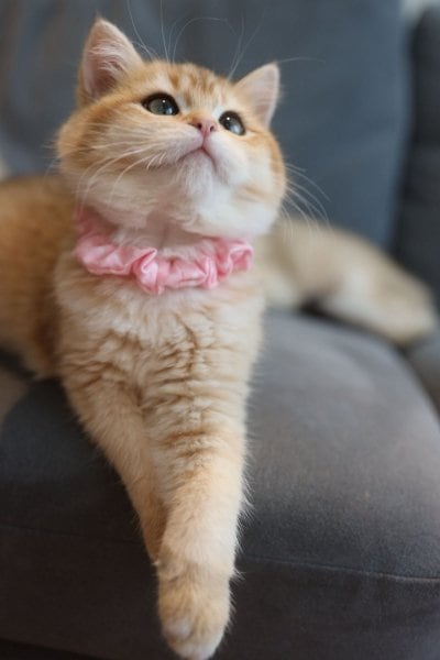 出所：@momosuikitty