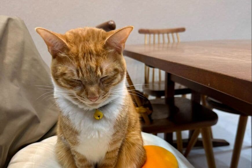 「目玉焼きクッション」の上でウトウトしてしまう猫　直後の様子に予想を裏切らない素直さが好き」