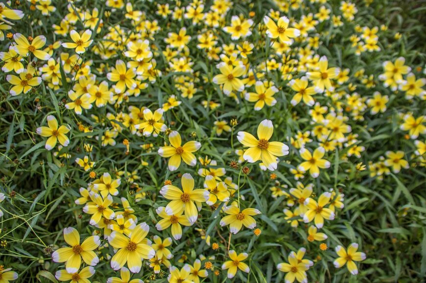 Penny Hicks/shutterstock.com