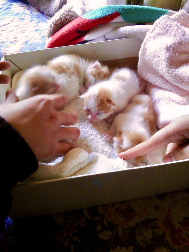 出所：@luna7taka9