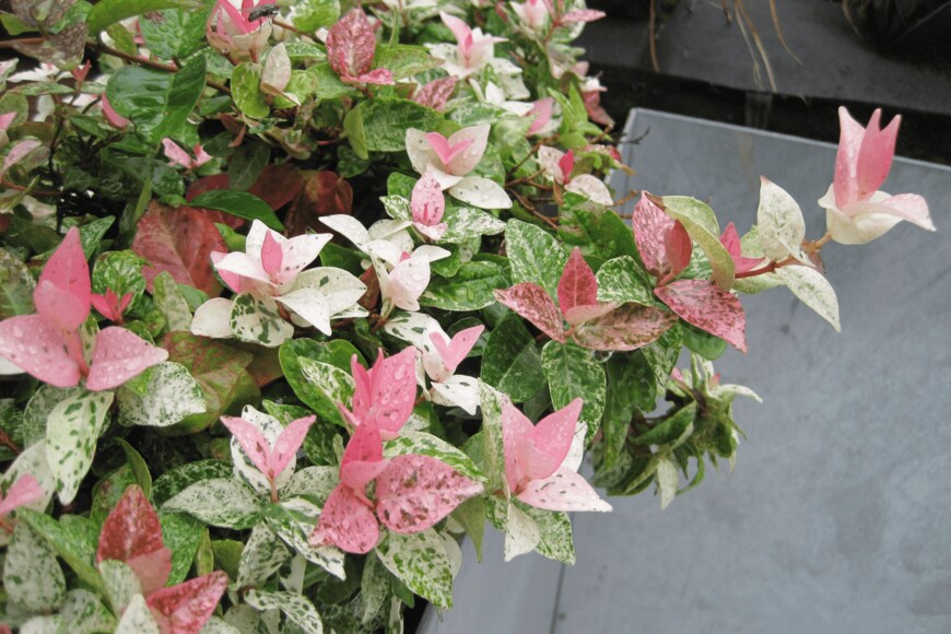 ハツユキカズラ　meiko_KODAKA/shutterstock.com