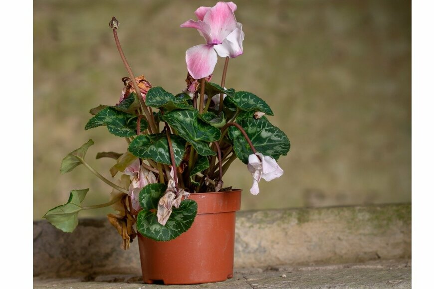 Goldfinch4ever/istockphoto.com