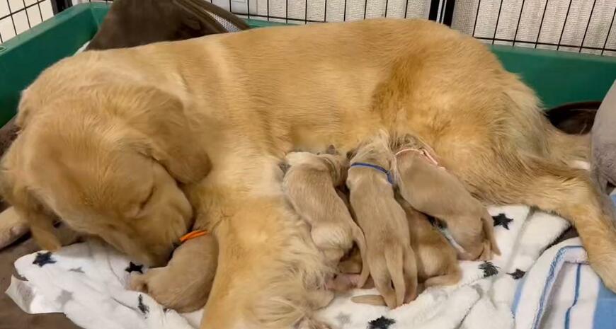 出所：@pu_channeldesu 