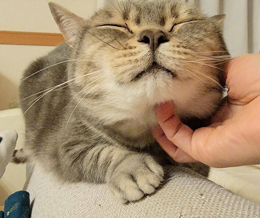 出所：@nekotansoku