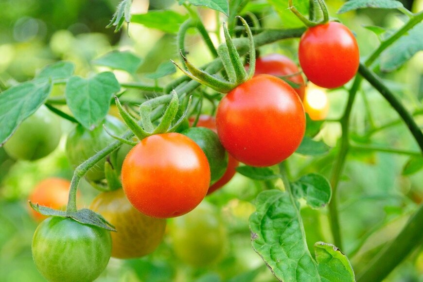 Tokarsky/istockphoto.com