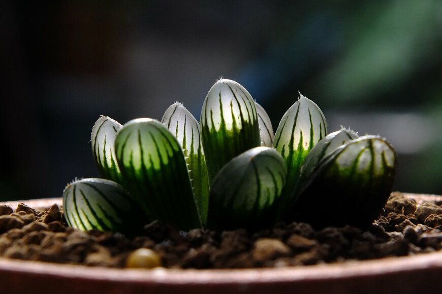 Thiti.S/Shutterstock.com