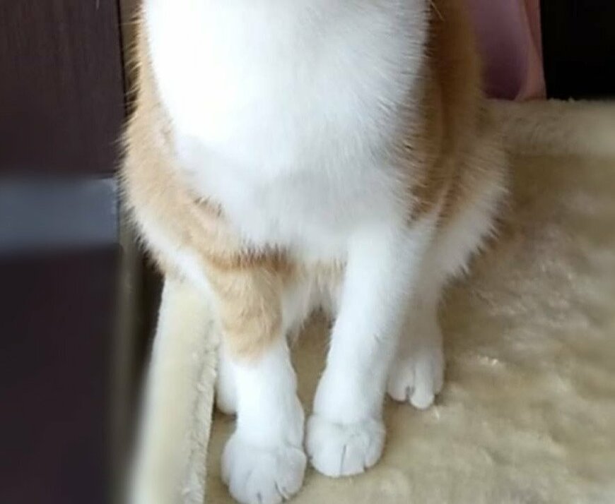 出所：@mero627puri914