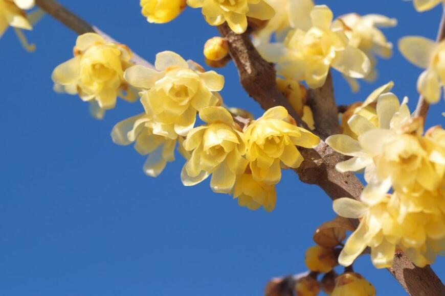 Hiyoman/shutterstock.com