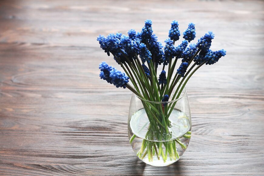 ムスカリ（Yulia Naumenko/Shutterstock.com）