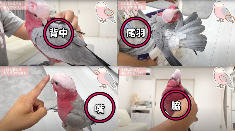 出所：@anz_omomiri