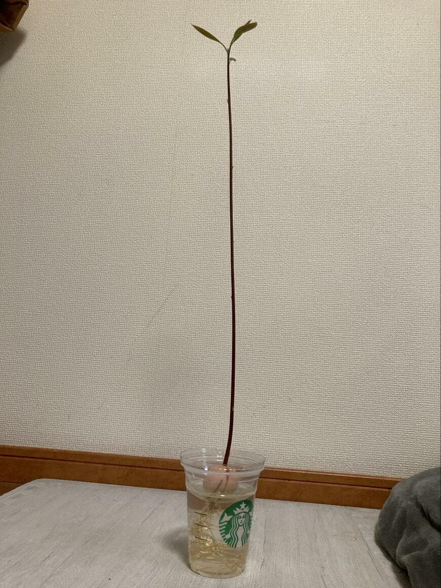 出所：@kasasago_Asuka