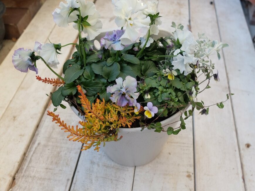 筆者撮影／ダイソー、環境にやさしい植木鉢7号