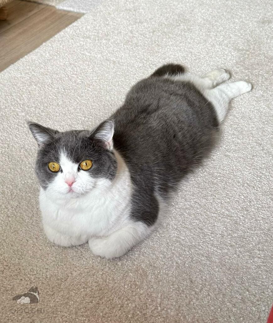 出所：@omochiomoching